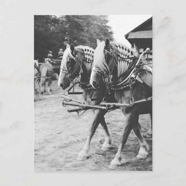Carte Postale Chevaux de travail en noir et blanc (Devant)