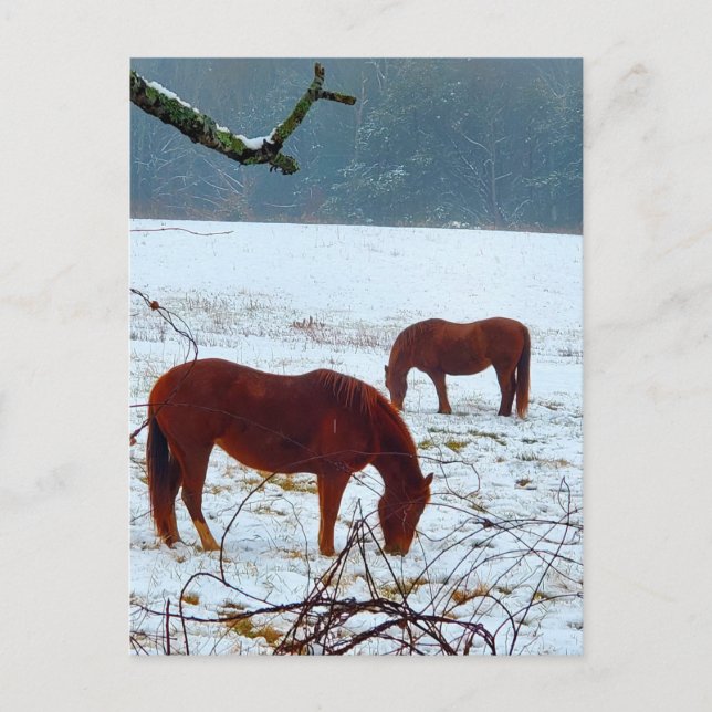Carte Postale Chevaux debout dans la neige (Devant)