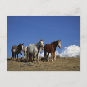 Carte Postale Chevaux debout dans un pâturage occidental