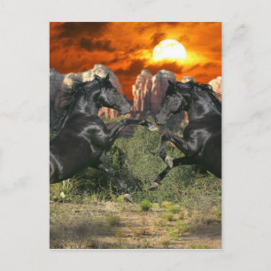 Carte Postale Chevaux d'Imaginaire : Magie noire
