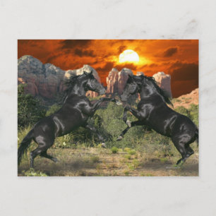 Carte Postale Chevaux d'Imaginaire : Magie noire