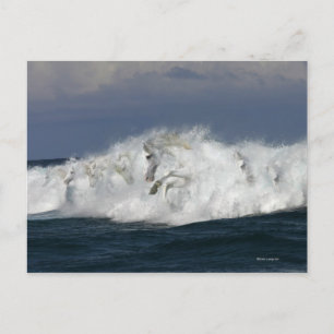 Carte Postale Chevaux d'Imaginaire : Mer