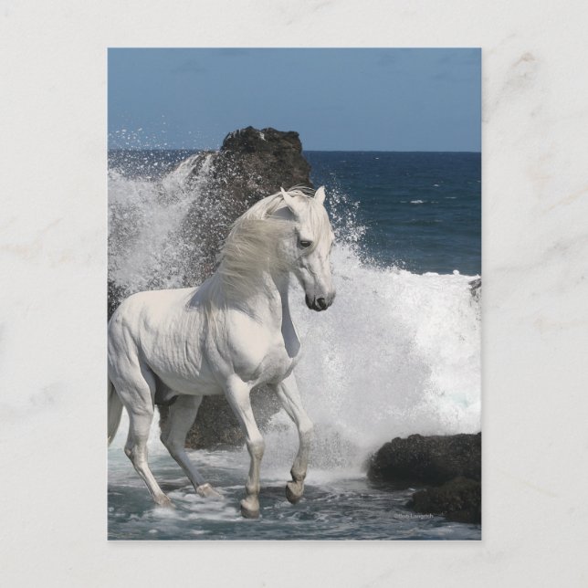 Carte Postale Chevaux d'Imaginaire : Mer du Sud (Devant)