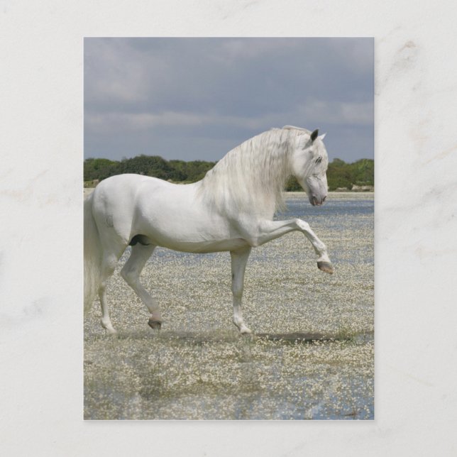 Carte Postale Chevaux d'Imaginaire : Seigneur du lac (Devant)