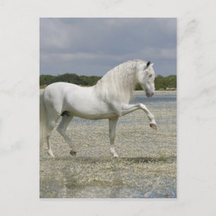 Carte Postale Chevaux d'Imaginaire : Seigneur du lac