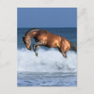 Carte Postale Chevaux d'Imaginaire : Selle Francais & Mer