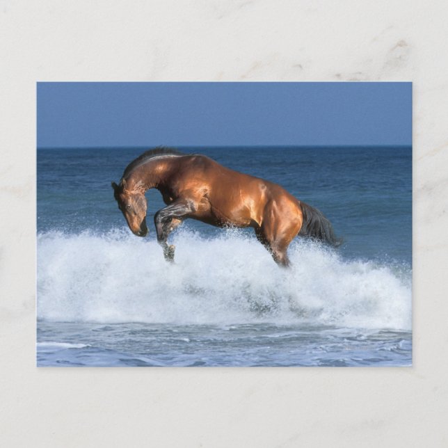 Carte Postale Chevaux d'Imaginaire : Selle Francais & Mer (Devant)