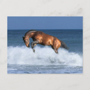 Carte Postale Chevaux d'Imaginaire : Selle Francais & Mer
