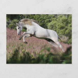 Carte Postale Chevaux d'Imaginaire : Spring Gallop