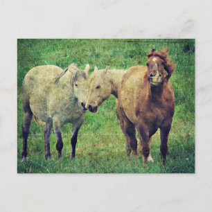 Carte Postale Chevaux drôle