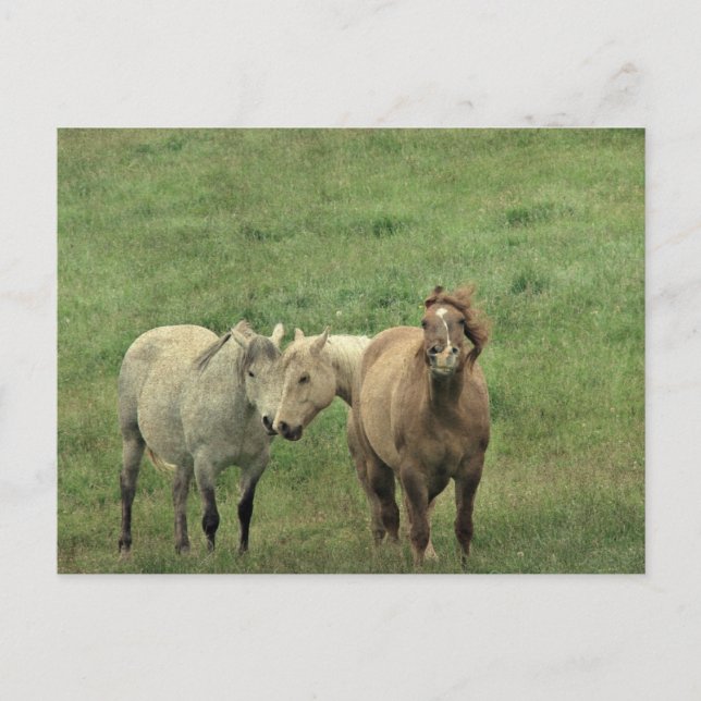 Carte Postale Chevaux drôle (Devant)
