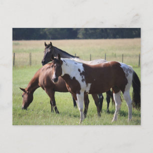 Carte Postale Chevaux du Texas