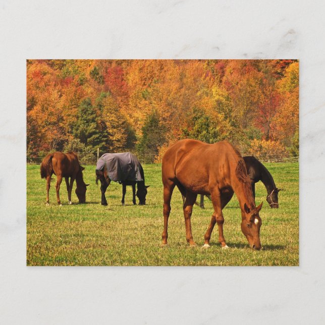 Carte Postale Chevaux en automne (Devant)
