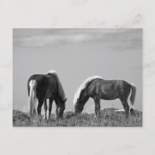 Carte Postale Chevaux en Baleine-fjord #2