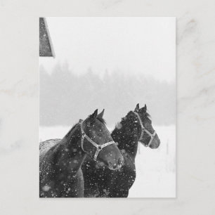 Carte Postale Chevaux en chute de neige