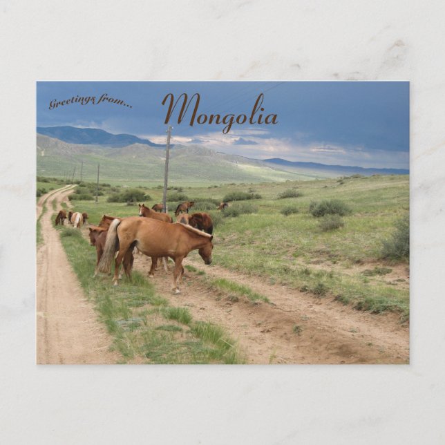 Carte Postale Chevaux en Mongolie (Devant)