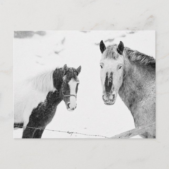Carte Postale Chevaux En Neige (Devant)
