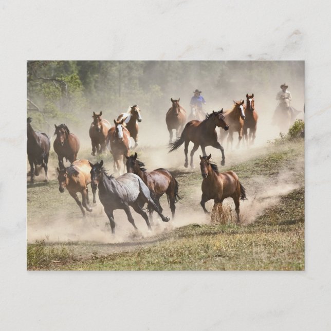 Carte Postale Chevaux en rafle, Montana (Devant)