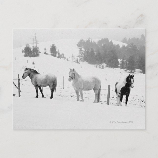 Carte Postale Chevaux en ranch (Devant)