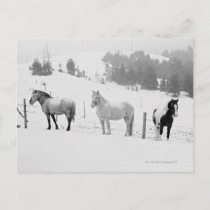 Carte Postale Chevaux en ranch