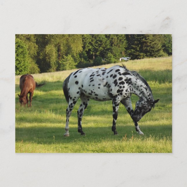 Carte Postale Chevaux en soirée (Devant)