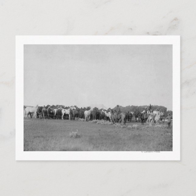 Carte Postale Chevaux encerclés par Cowboys Photo (Devant)