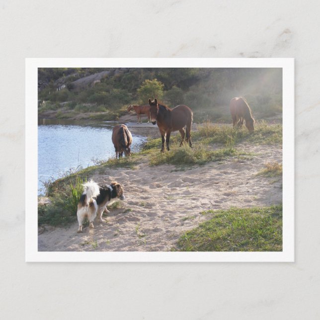 Carte Postale chevaux et chien (Devant)