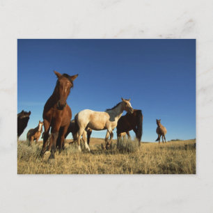 Carte Postale Chevaux et ombres
