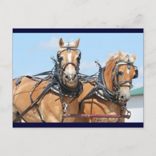 Carte Postale Chevaux Haflinger