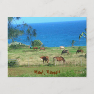 Carte Postale Chevaux hana