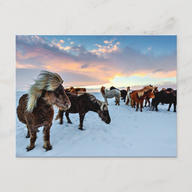 Carte Postale Chevaux islandais (Devant)