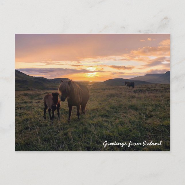 Carte Postale chevaux islandais - (Devant)