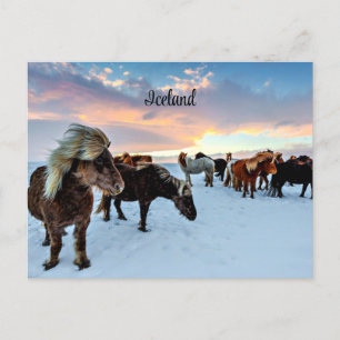 Carte Postale Chevaux islandais