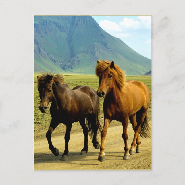 Carte Postale Chevaux islandais (Devant)