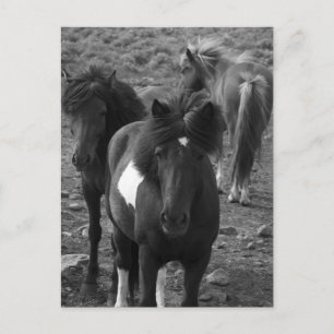 Carte Postale Chevaux islandais IV