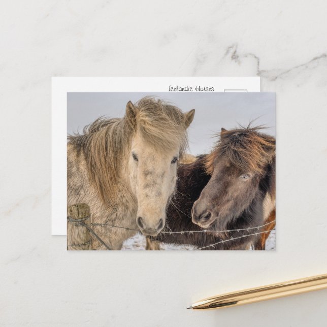 Carte Postale Chevaux islandais majestueux en hiver (Devant/Arrière en situation)