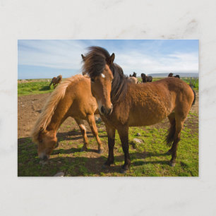 Carte Postale Chevaux islandais paissent