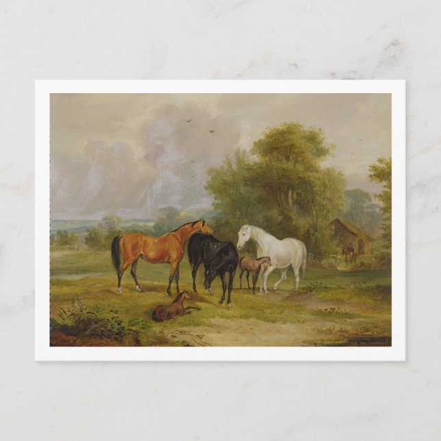 Carte Postale Chevaux : Mares et poulains dans un champ (huile s (Devant)