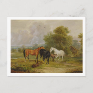 Carte Postale Chevaux : Mares et poulains dans un champ (huile s