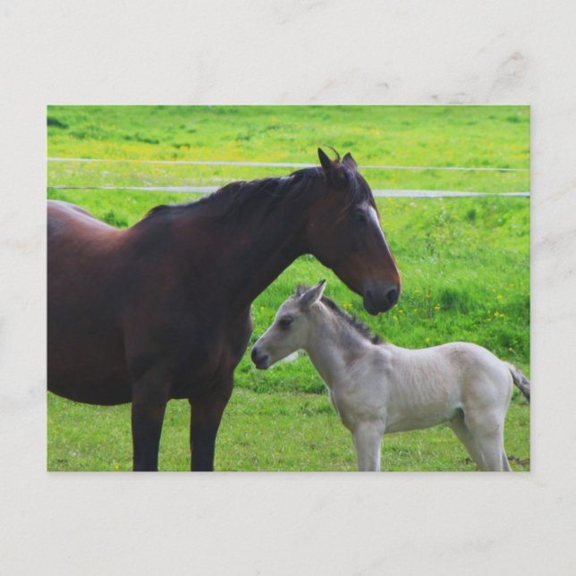 Carte postale Chevaux mignons (Devant)