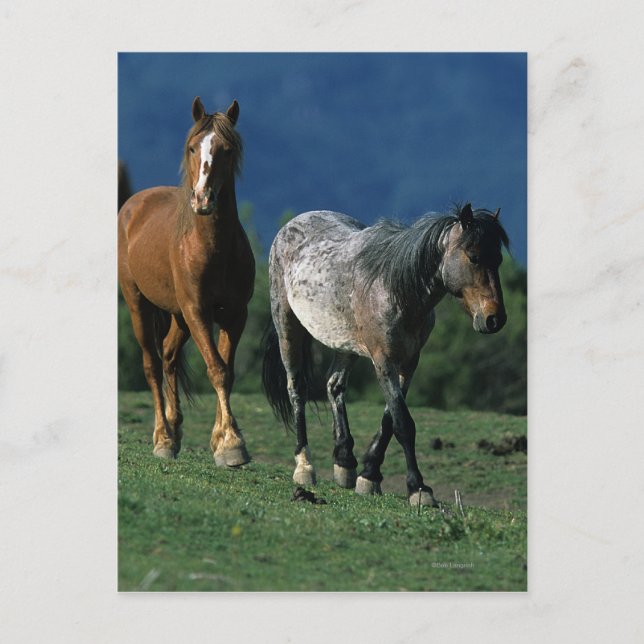 Carte Postale Chevaux Mustang Sauvages (Devant)