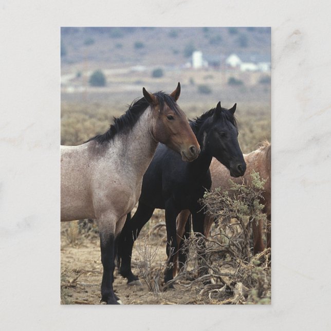 Carte Postale Chevaux Mustang sauvages 5 (Devant)