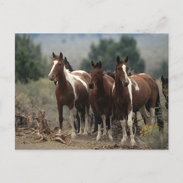 Carte Postale Chevaux Mustang Sauvages 7 (Devant)