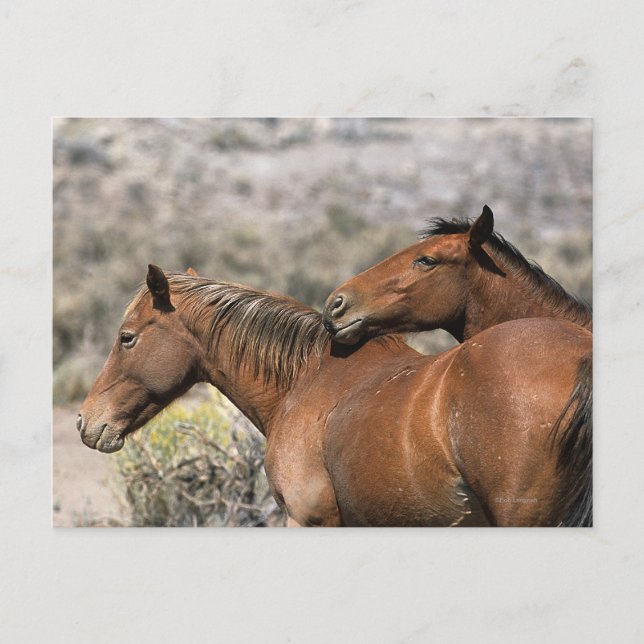 Carte Postale Chevaux Mustang Sauvages Touchant (Devant)
