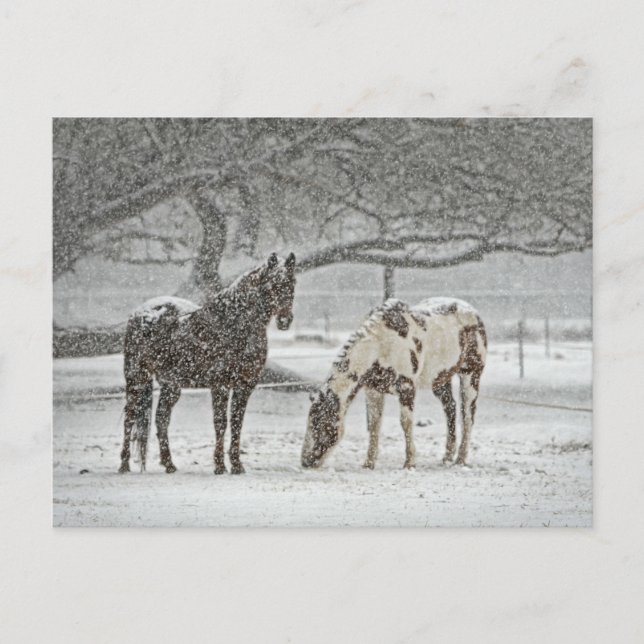 Carte Postale Chevaux neigeux (Devant)