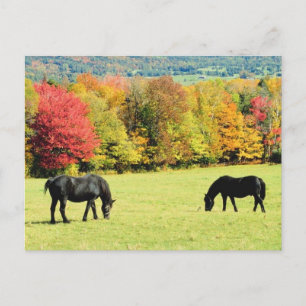 Carte Postale Chevaux noirs en automne
