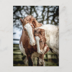 Carte Postale Chevaux/Ponts
