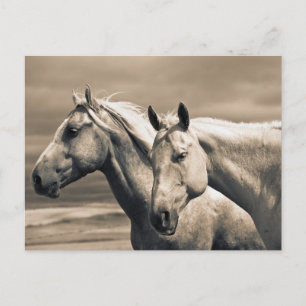 Carte Postale Chevaux Quarter Horses dans la Prairie Canadienne