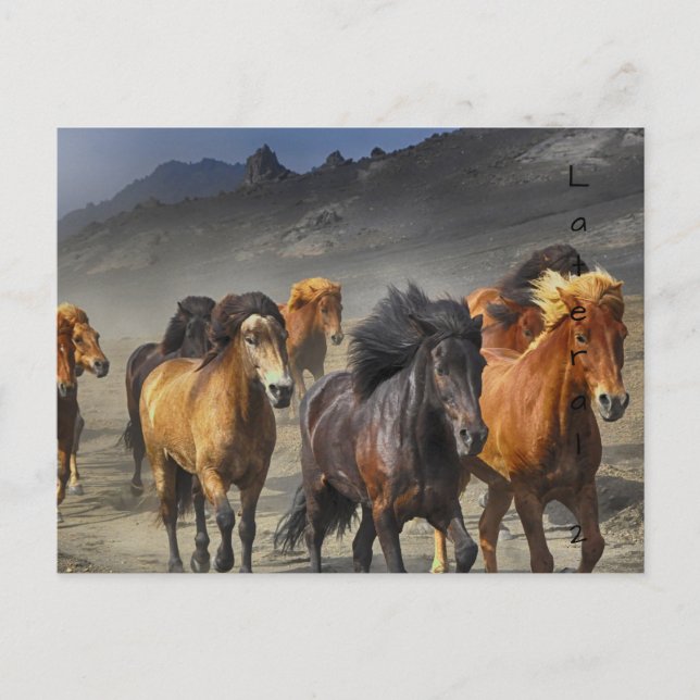 Carte Postale Chevaux sauvages (Devant)