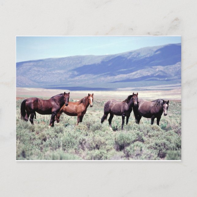 Carte Postale Chevaux sauvages (Devant)
